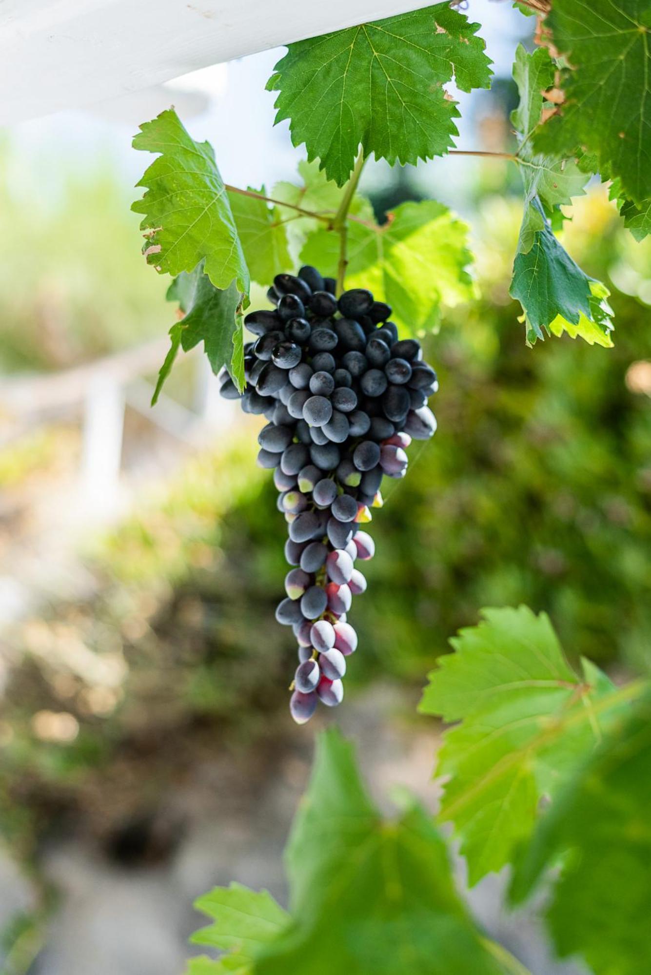 Gasthaus Kostantakis Winery Estate Pollonia Exterior foto